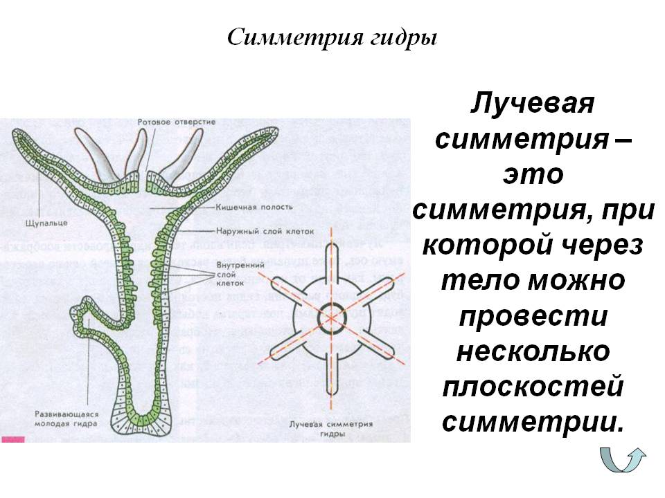 Оригинальные ссылки кракена