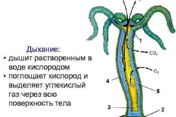 Кракен войти на сайт